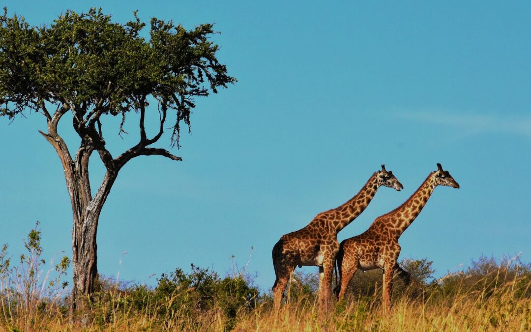 East Africa Private Safari, 7 Days