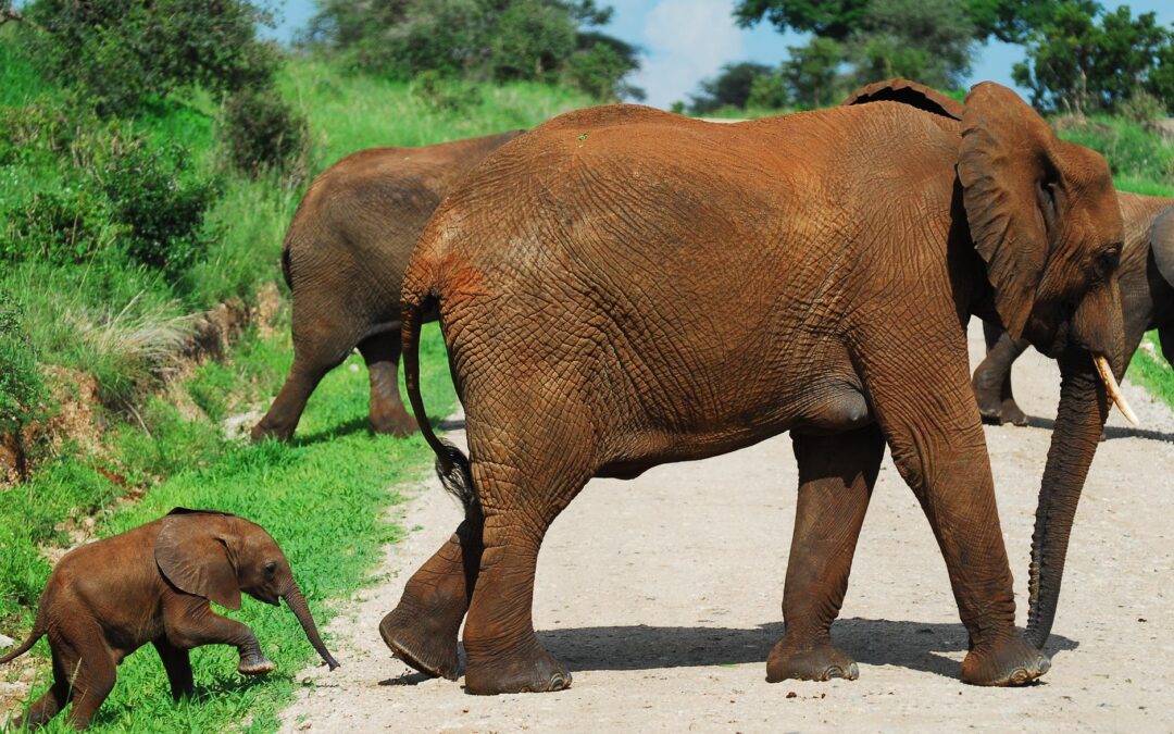 Group of Elephants in Tarangire National Park, Arusha, Tanzania
