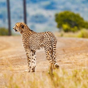 8 Days Safari Tarangire,Manyara,Serengeti and Ngorongoro