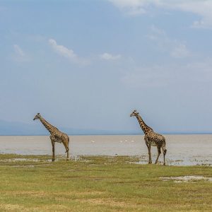 Lake Manyara National Park Day trip from Arusha