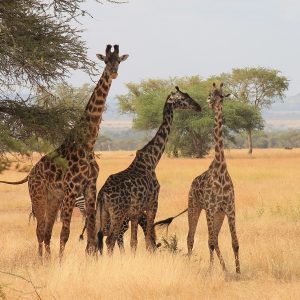 5 Days Safari Tarangire,Serengeti and Ngorongoro