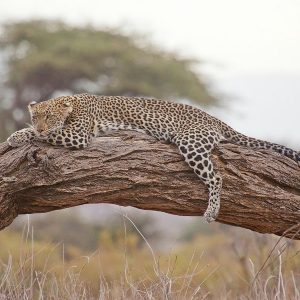 4 Days Tanzania Safari to Manyara,Serengeti and Ngorongoro