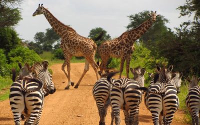 Tips on planning a safari holiday in Tanzania