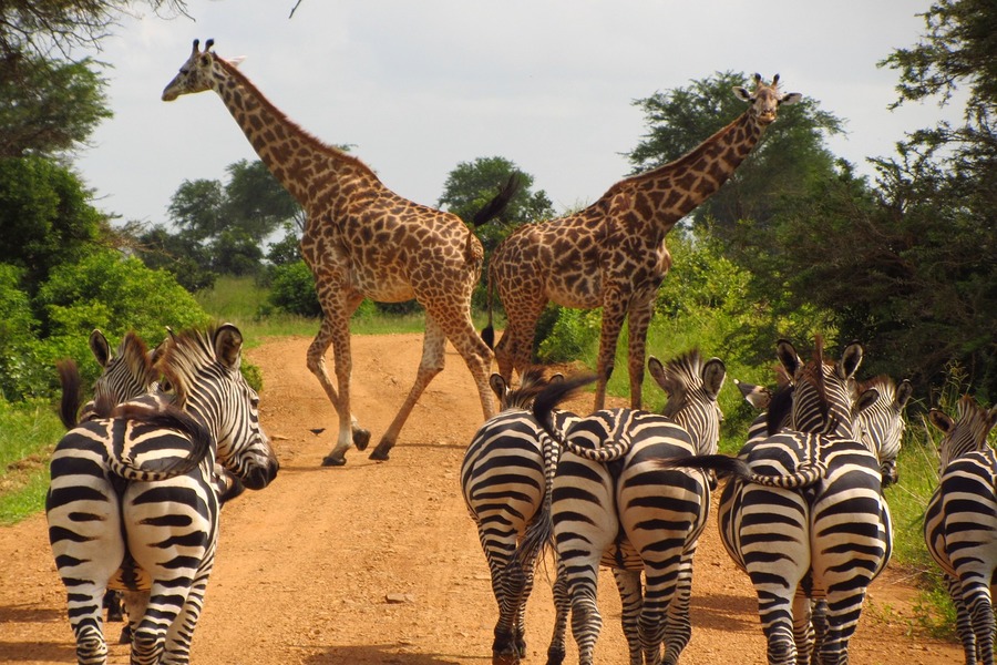 Tips on planning a safari holiday in Tanzania